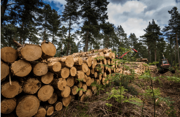 A timber stack and forest machinery operating in the background