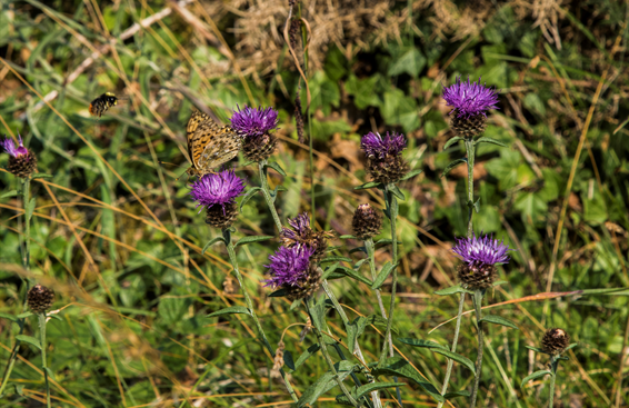 A butterfly sits on a purple flower surrounded by other purple flowers