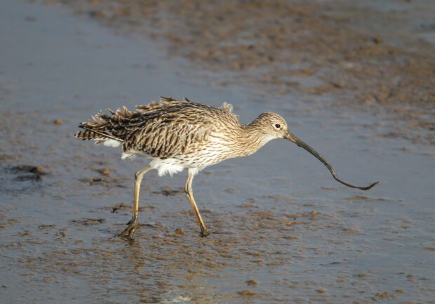 A curlew, a breeding wader bird