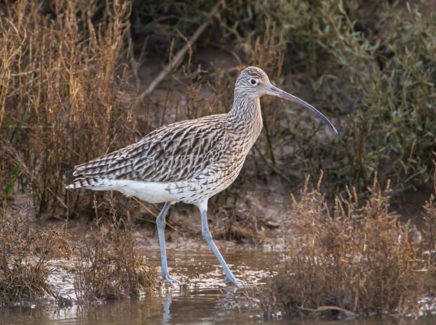 a curlew, a wading bird