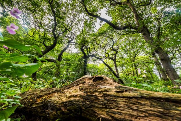 Close up shot of a felled tree trunk surrounded by other trees and foliage, pink flowers to the left of the shot