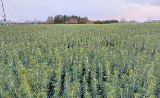A large quatity of conifer seedlings in a nursery setting
