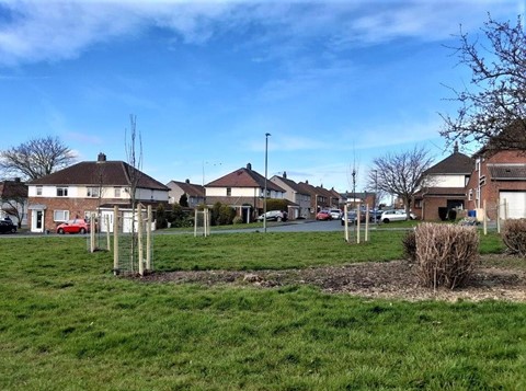 Newly planted trees within a houseing estate