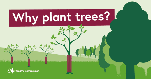 A graphic of trees with the title 'Why Plant Trees?' across them