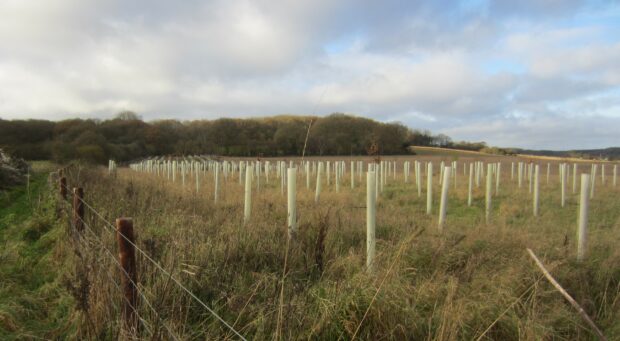 Newly planted trees protected by tree shelters