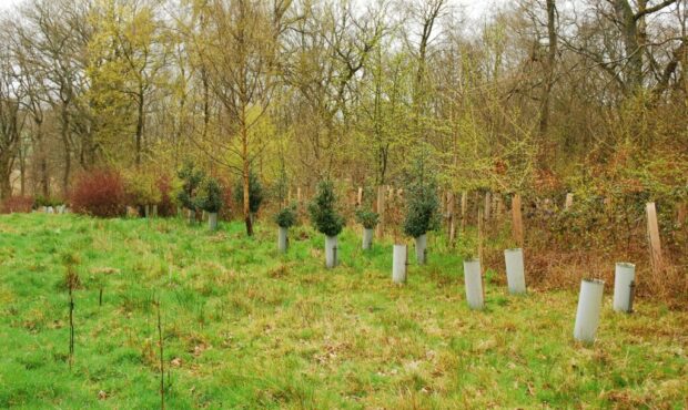 Open space flanked by young trees in tree shelters and mor emature woodland behind