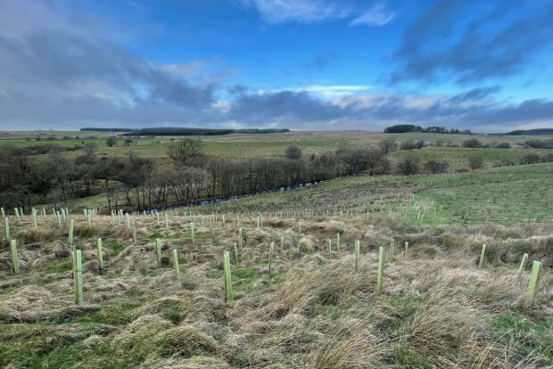 Landscape view of new trees in plastic tubes on a hillside. The sky is blue with some clouds and more mature trees are growing on a hill on the background