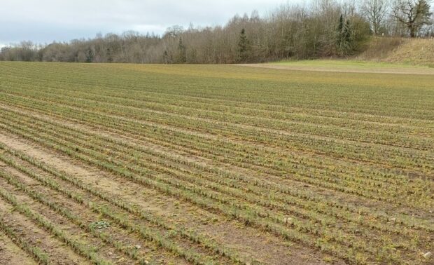 A field of tree seedlings