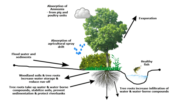 An ilustration showing how a tree planted on farmland helps absorption of ammonia and agricultural spray drifts, improves water quality. How Woodland soils & tree roots increase water storage & reduce run-off, Tree roots take up water & water-borne compounds, stabilize soils, prevent sedimentation & protect riverbanks .