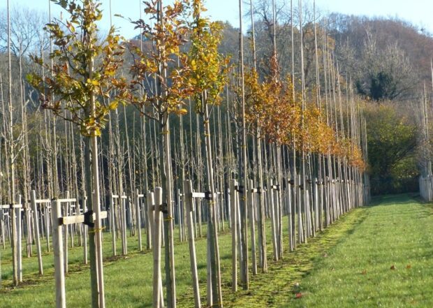 A line of trees growing in a nursery