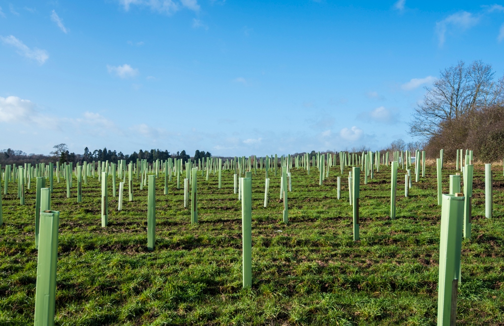 Better biosecurity for nurseries and our future woodlands – Forestry ...