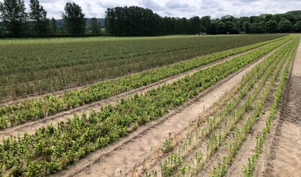 A field of tree seedlings at a nursery