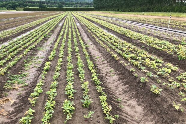 Rows of tree seedlings in a nursery