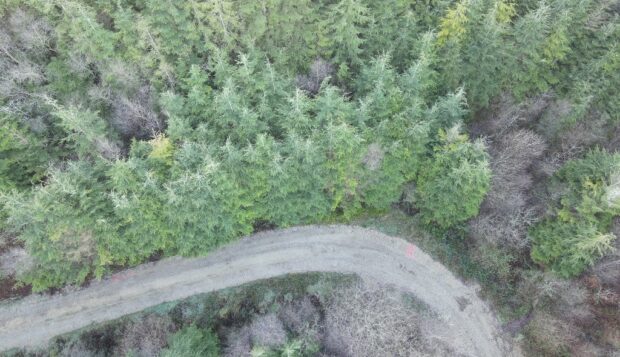 Aerial shot of pluvialis infecting trees