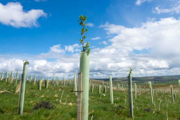 Young trees in tree tubes