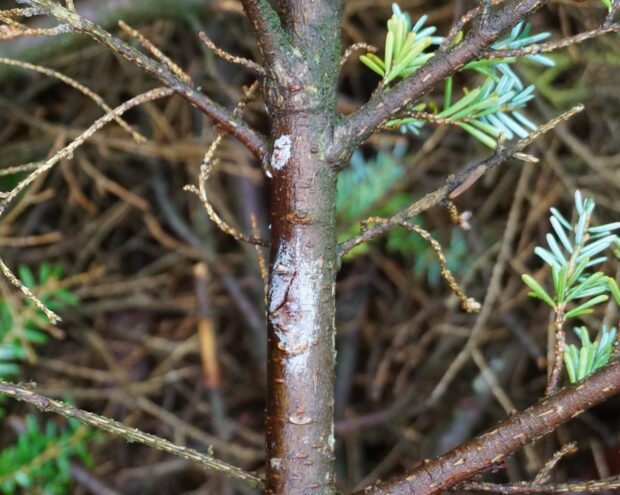 A branch showing symptoms of pluvialis