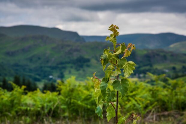 Close up of a young tree