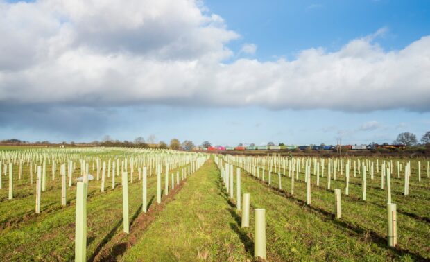 Rows of newly planted trees in a field