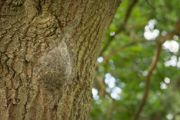OPM nest on the trunk of an Oak tree
