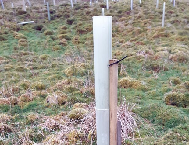 A double tube protecting a young tree