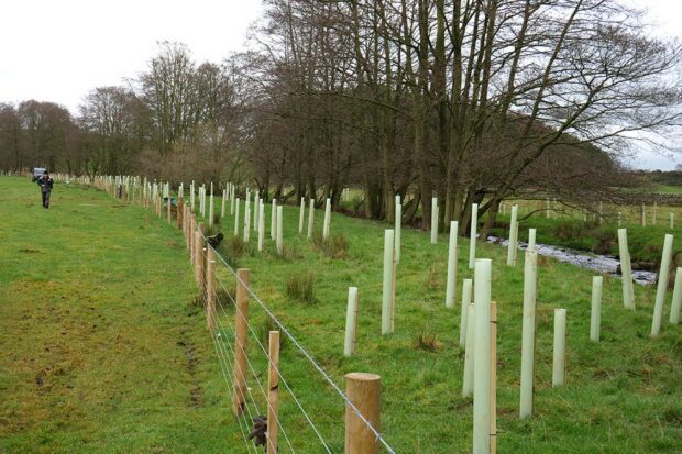 Riparian tree planting