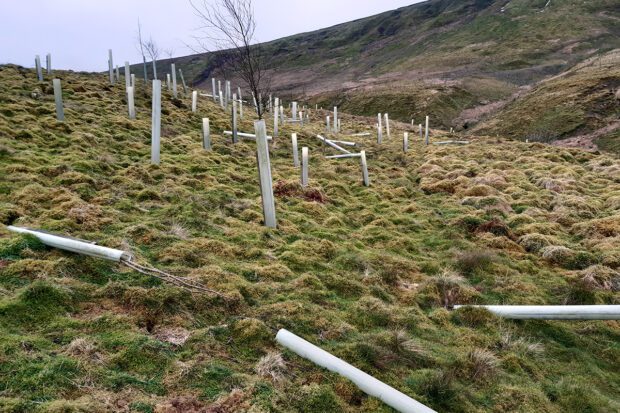 Young trees on fellside blown over by winds