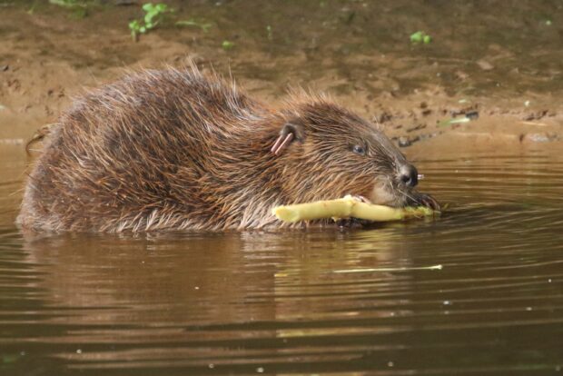 A beaver in the water holding a stick in its mouth