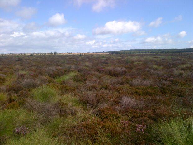 Peat bog North Yorkshire Moors