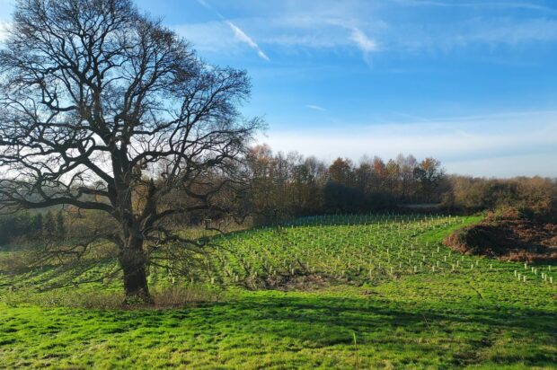 newly planted trees i tree tubes in a field with larger trees