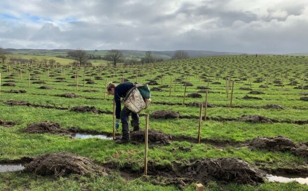 A woman planting trees with with obvious tree planting preparation in the background.