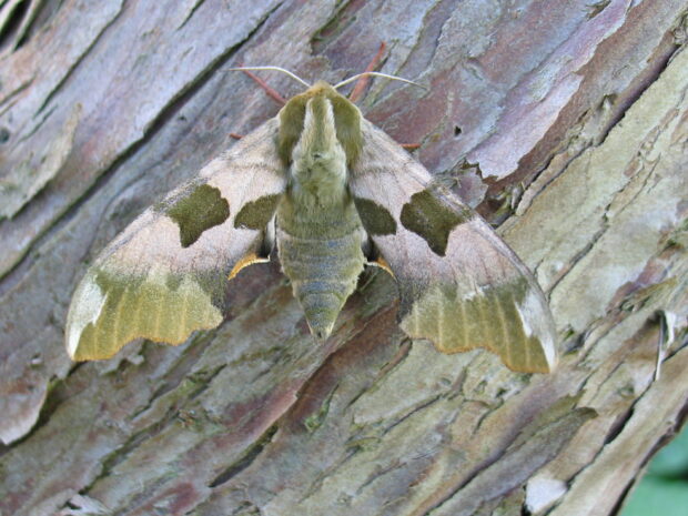 Lime Hawk-moth. Mark Parsons/Butterfly Conservation