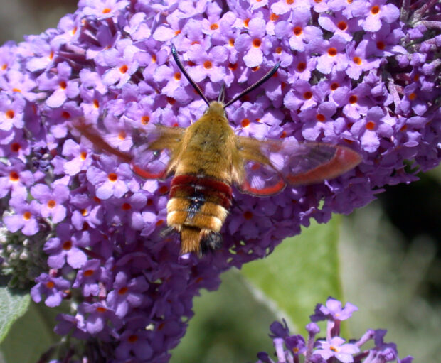 Broad-Bordered Bee Hawk-moth. Tom Brereton/Butterfly Conservation.