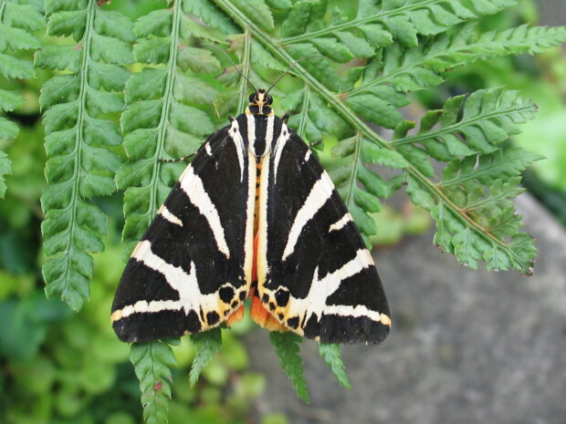 Jersey Tiger. Mark Parsons/Butterfly Conservation.