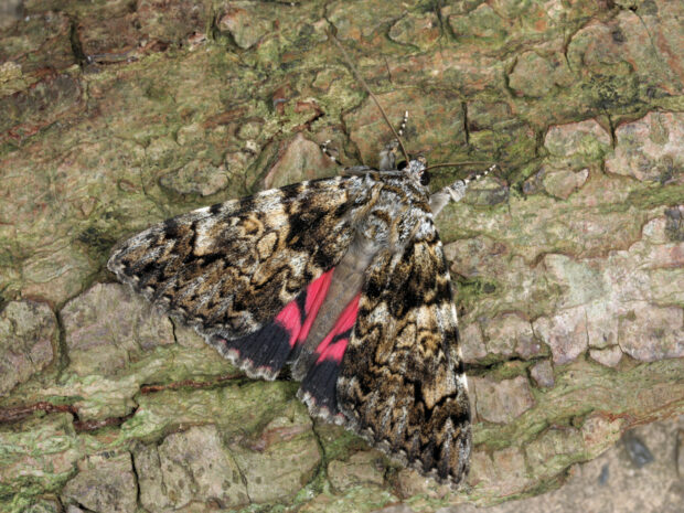 Light Crimson Underwing. David Green/Butterfly Conservation.