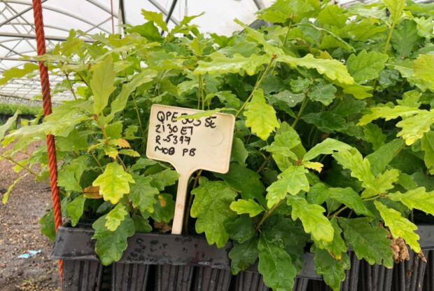 young oak seedlings