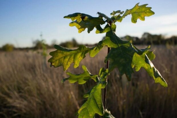 xlose up of a young Oak