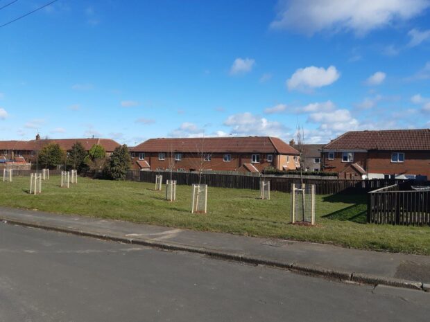 a urbant tree challenge fund planting site showing young trees and houses