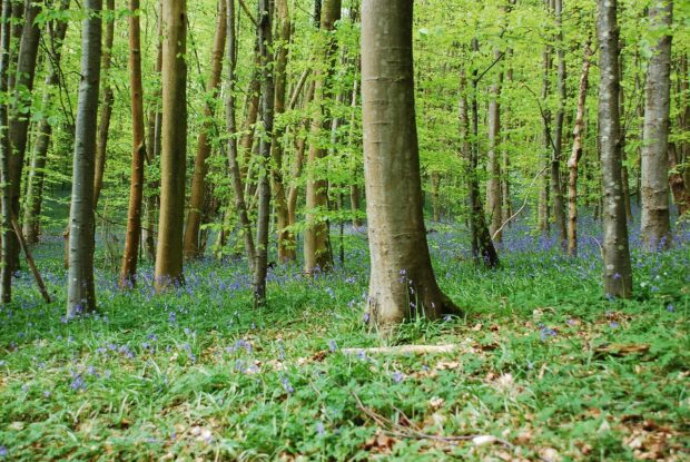 Ancient Blue Bell Woodland