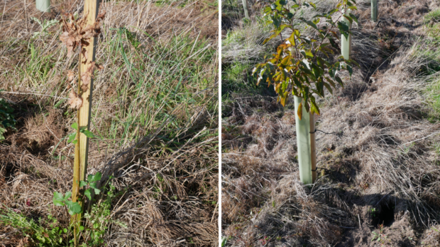 drought affected young trees