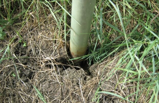 Cracked ground around a tree tube