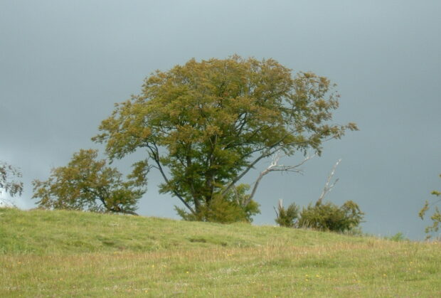 a large tree affected by drought