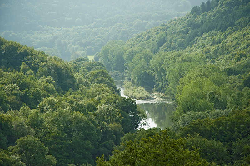 Why woods are so important for nature Forestry Commission