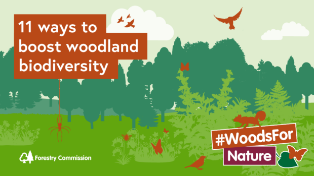 11 ways to boost woodland biodiversity