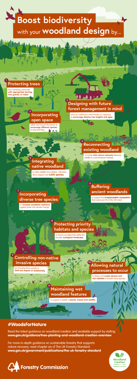 View of Boost biodiversity with your woodland design – Forestry Commission