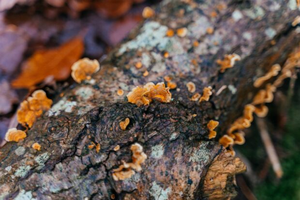 Close up of Funghi growing on a log