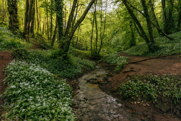 Leigh Woods in spring 