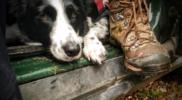 Dog and boot in a vehicle.