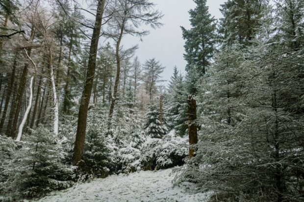 A snowy woodland