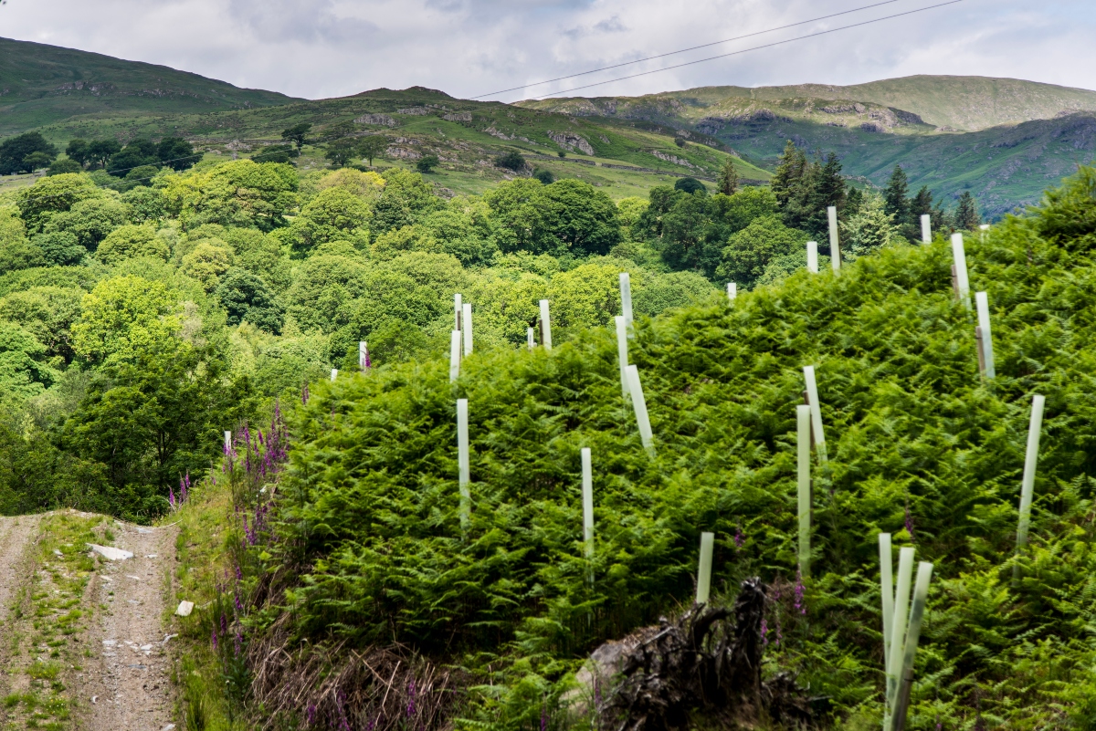How we’re working to improve the England Woodland Creation Offer