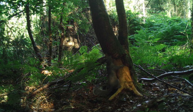 A tree which has had its base striped by grey squirrels